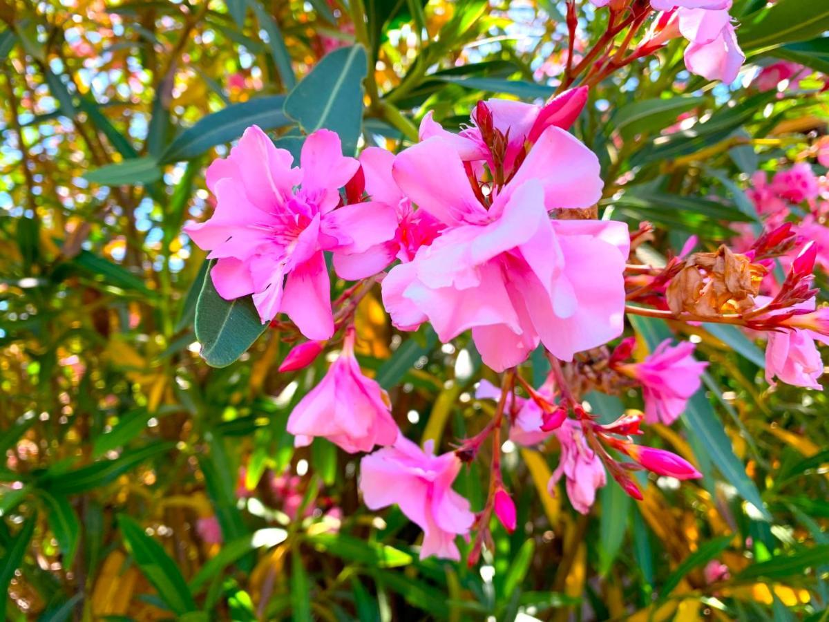 Villetta Flora Con Piscina Costa Paradiso Ngoại thất bức ảnh